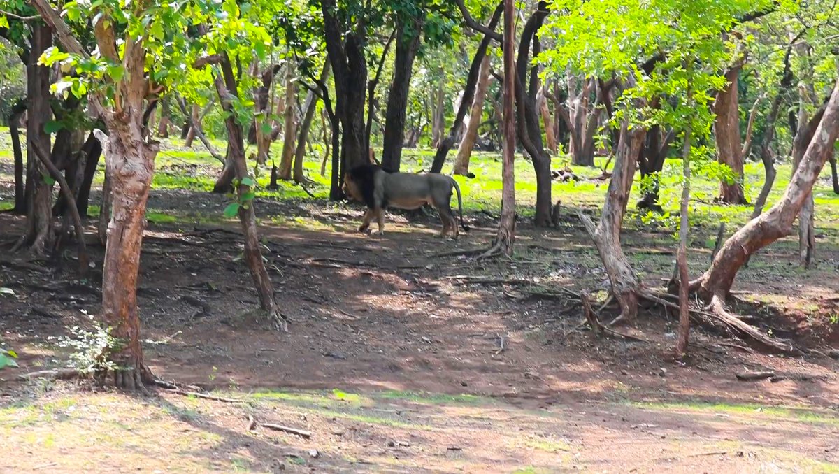 Greetings on the occasion of World Wildlife Day.

Sharing a few glimpses of the majestic Asiatic Lions, captured through my lens during an earlier visit to the Gir Forest.