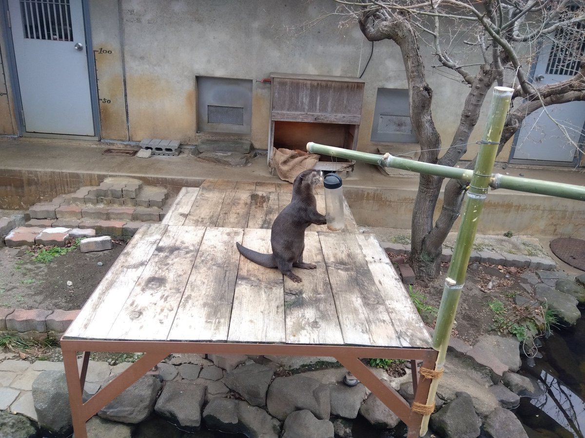 kosakainami's tweet photo. 自然と憩いの市川市大町
園で暮らす動物や植物の健やかな成長も願いつつ……
少し落ち着いた頃にまた行こうと思います！
 #がんばれ市川市動植物園 https://t.co/OZpusxbVYQ