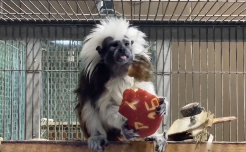 アフリカゾウ (@OShX5VLgjS21166) / Posts / X