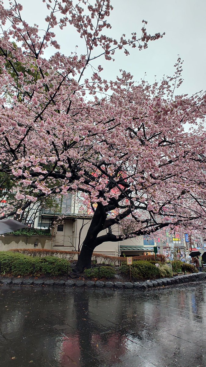 ryorca's tweet photo. 上野公園の入口のフライング二本桜がフライングしてました🌸 https://t.co/ZZwSzjXITc