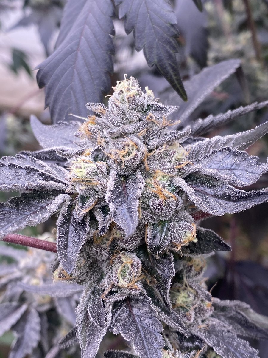 🅿️ushing 🅿️0️⃣0️⃣🅿️💩 tweet media