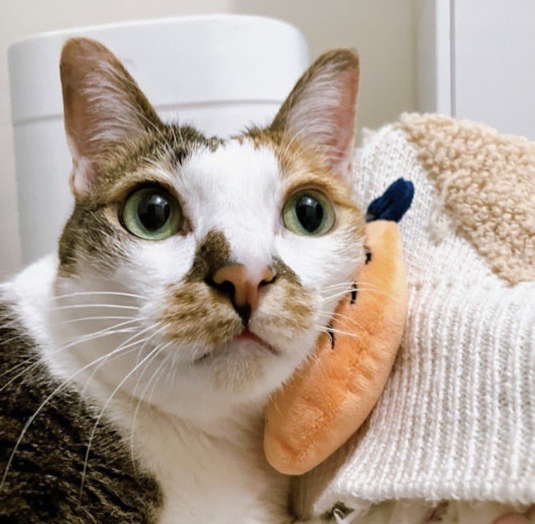 猫のすべてがかわいい (@toananae) / Posts / X