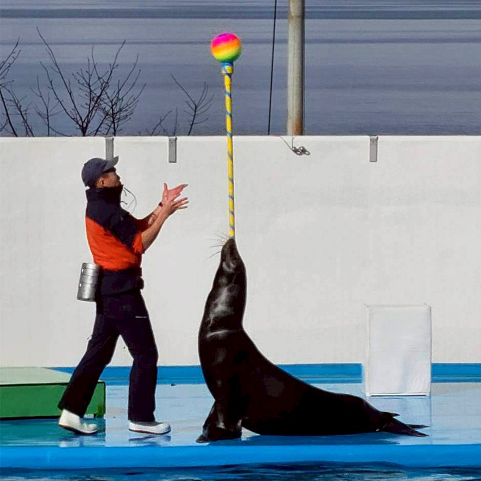 GyakutenGames's tweet photo. のとじま水族館です。
今年の年明けに訪れた時は元気に泳いでいたジンベエザメのモモですが、その後亡くなってしまったとのニュースを聞いてとてもショックでした…。
ご冥福をお祈りします。
#のとじま水族館 https://t.co/n2nxiylzRC