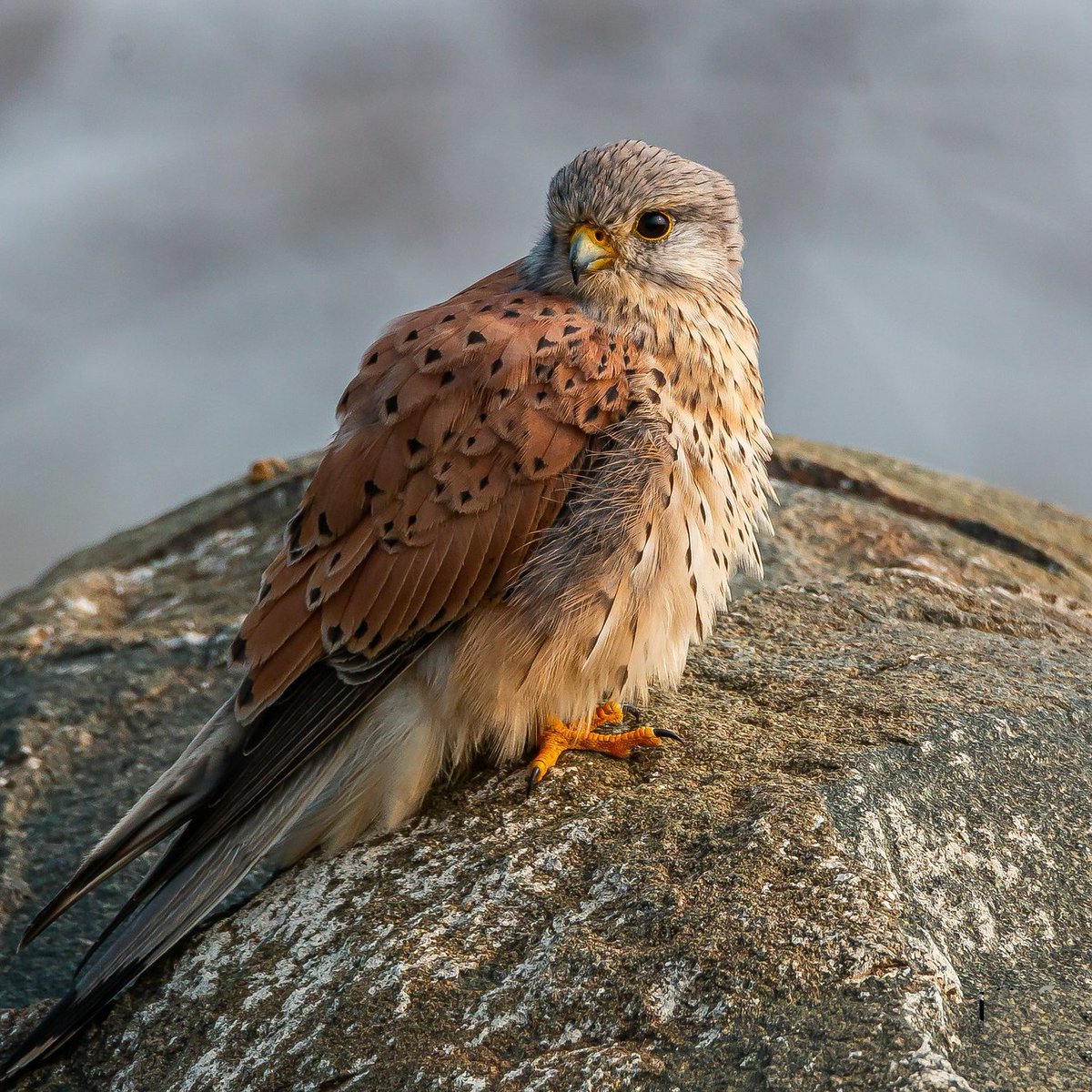 J.Johannes.M tweet media