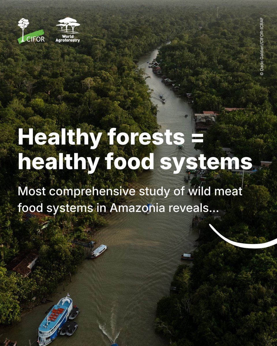 TheLandAlliance's tweet photo. Healthy forests = healthy food systems.

New research shows 11M+ people in rural Amazonia rely on wild meat for nutrition.

Deforestation cuts wildlife harvests, threatening food security &amp; ecosystems.

Read more:🔗 https://t.co/LnPkfR2zud

#WorldWildlifeDay2026 https://t.co/UFPwpNPK8V