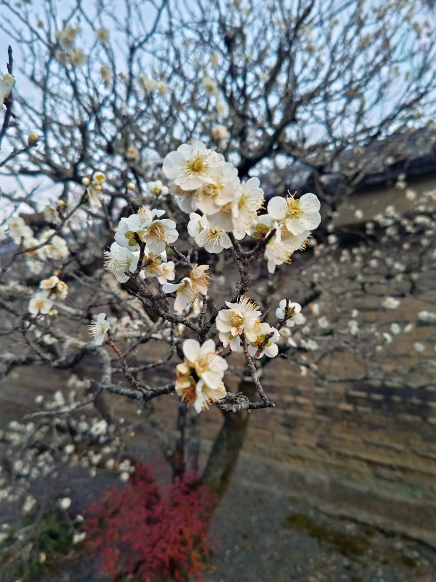 hitomihcx's tweet photo. Tenryu temple/天龍寺/2026.02.21・02.28
#Kyoto #京都 #arashiyama #嵐山
#TenryuTemple #天龍寺
#NearbyTemple #近所の寺
#WorldHeritage #世界遺産
#NearbyWorldHeritage #近所の世界遺産
#PlumBlossom #梅 https://t.co/inSOYRGk23