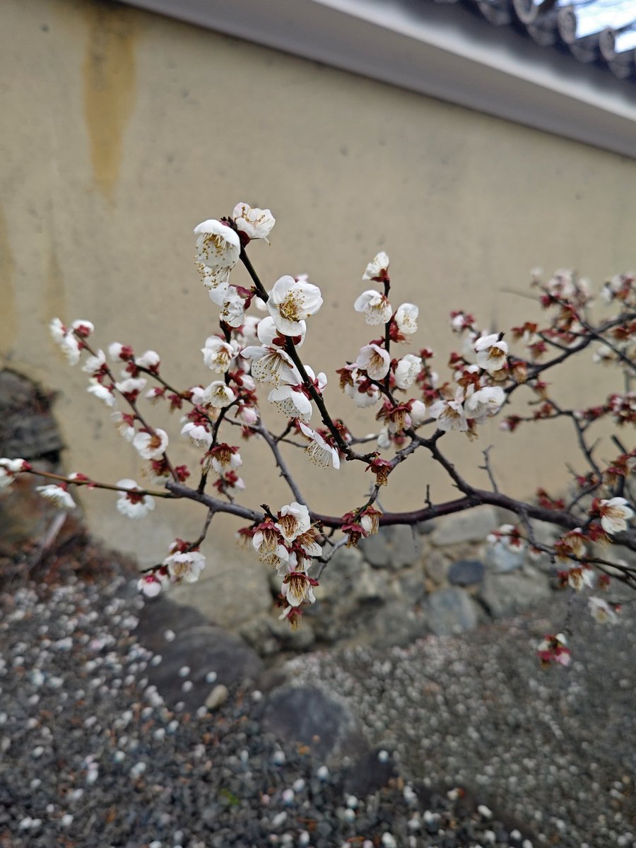 hitomihcx's tweet photo. Tenryu temple/天龍寺/2026.02.21・02.28
#Kyoto #京都 #arashiyama #嵐山
#TenryuTemple #天龍寺
#NearbyTemple #近所の寺
#WorldHeritage #世界遺産
#NearbyWorldHeritage #近所の世界遺産
#PlumBlossom #梅 https://t.co/inSOYRGk23