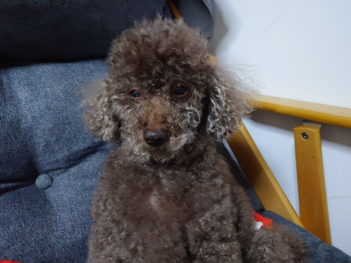 cookie_1511's tweet photo. 今日3月3日 午前10時
クッキーが天国へ旅立ちました。

私が小学2年生の頃から一緒に過ごしてきた大切な家族です。

最後は病気で辛い想いをしてたけど、頑張って生きてくれたと思っています。

クッキー、今まで本当にありがとう
天国でいっぱいご飯食べていっぱい遊んで元気に過ごしてね
大好きだよ https://t.co/qMgTx445ve