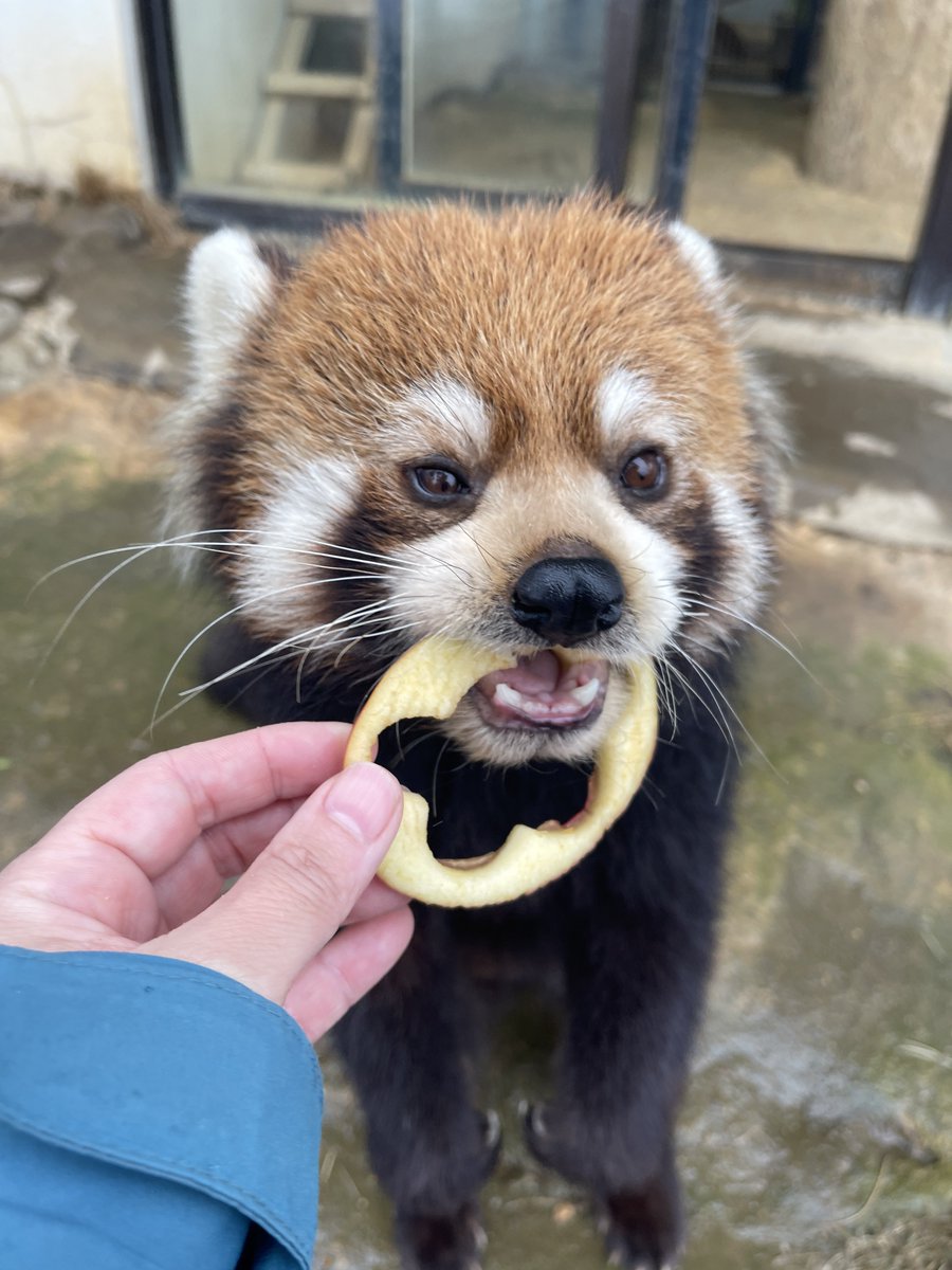 型抜きリンゴの外側も、美味しくいただきました。 #鯖江市西山動物園
