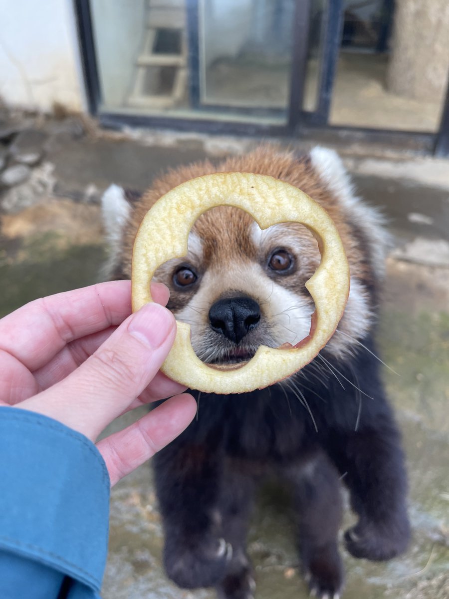 型抜きリンゴの外側も、美味しくいただきました。 #鯖江市西山動物園