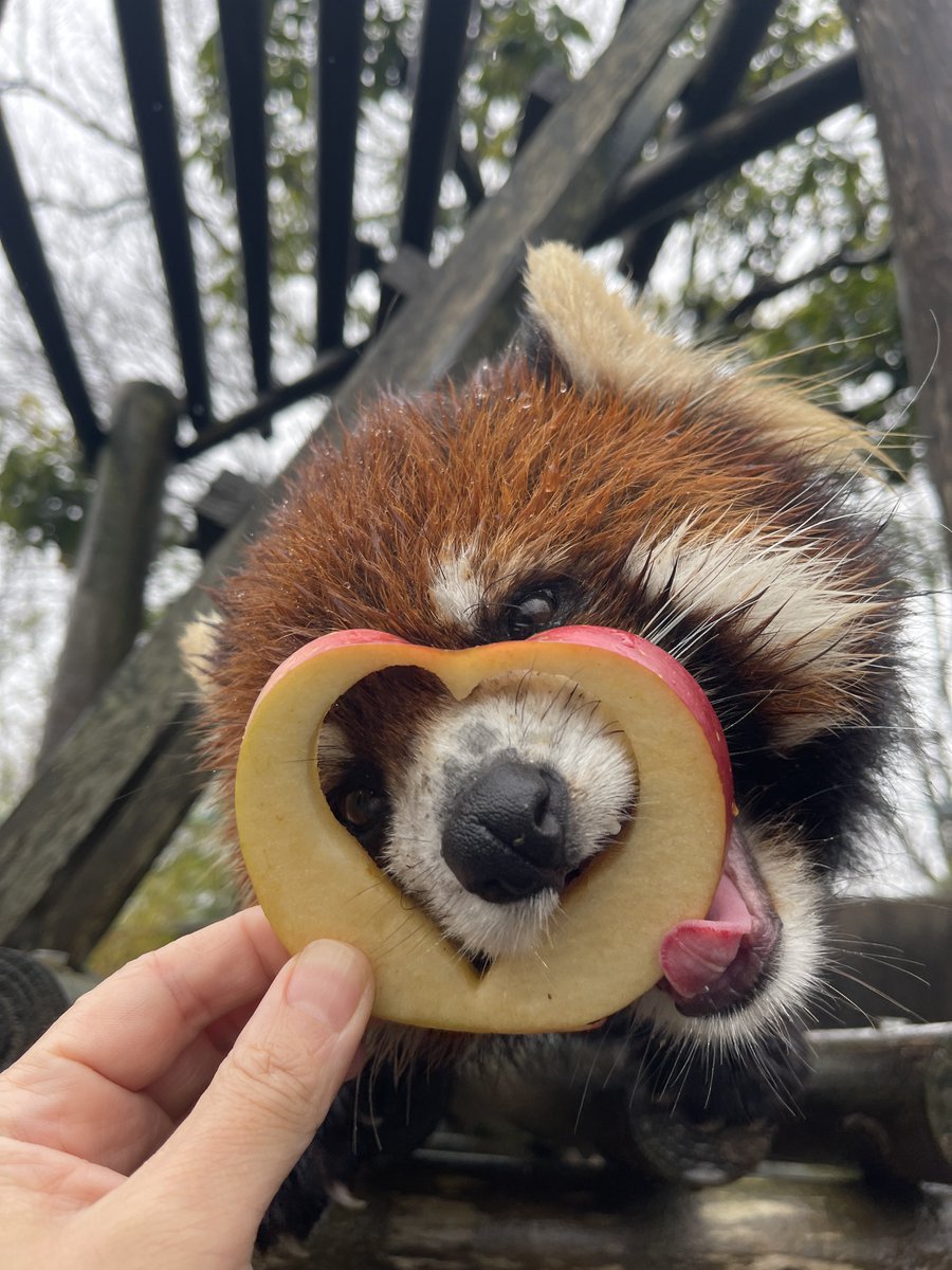型抜きリンゴの外側も、美味しくいただきました。 #鯖江市西山動物園