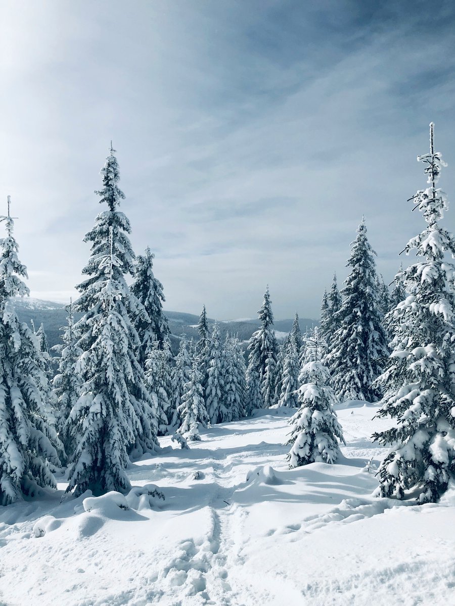 purenature_1's tweet image. Time to explore? ❄️🌲 #WinterWonderland