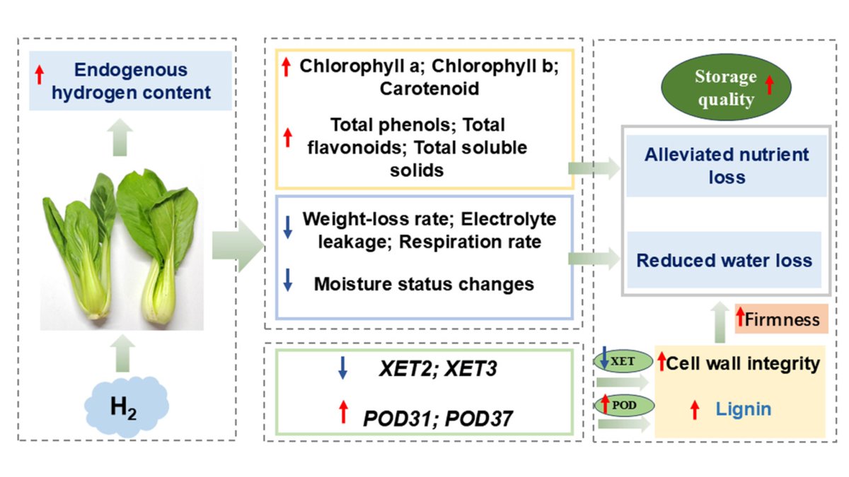 Plants_MDPI's tweet image. 💨 Hydrogen helps bok choy stay fresh.

H₂ MAP reduces water loss and preserves cell wall structure, improving storage quality and shelf life.

🔗 Full study: brnw.ch/21x0oW5

#ShelfLife #CropQuality #FoodPreservation