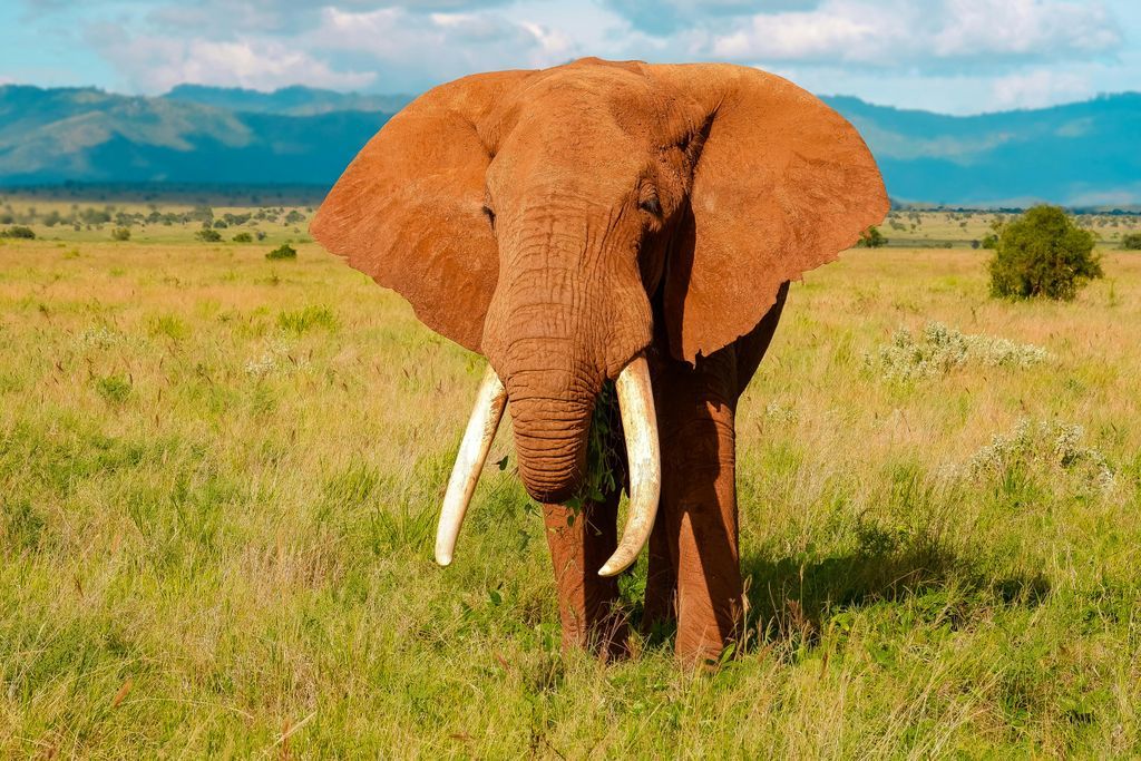 KAHC_Kenya's tweet photo. March 3rd is #WorldWildlifeDay! 🌍🦁
Kenya’s wildlife is our greatest treasure and the backbone of our tourism.
Today, KAHC reaffirms its commitment to protecting our endangered species & habitats from climate change and poaching.
Together, let's keep Kenya wild & magical.
#KAHC https://t.co/dcRSwihRpv