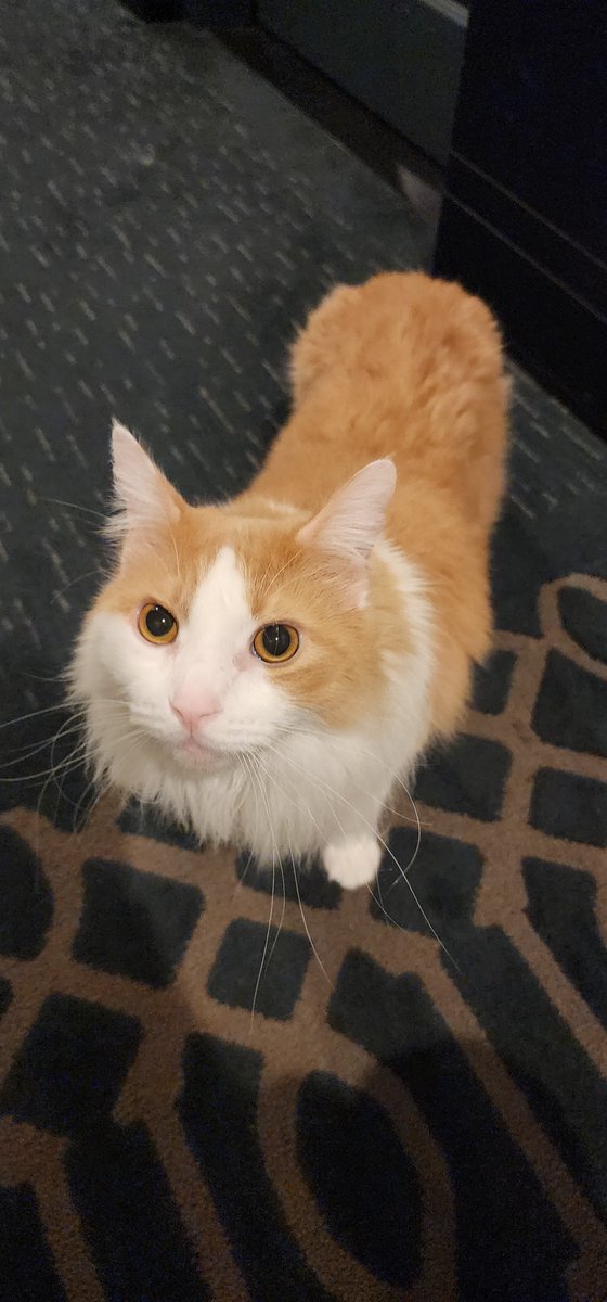 DayOfMath's tweet photo. @Brettdasovic Not my cat but I run into this orange guy in my apartment hallway sometimes. He's chill. #PCCpets https://t.co/AFa8bDq3HG