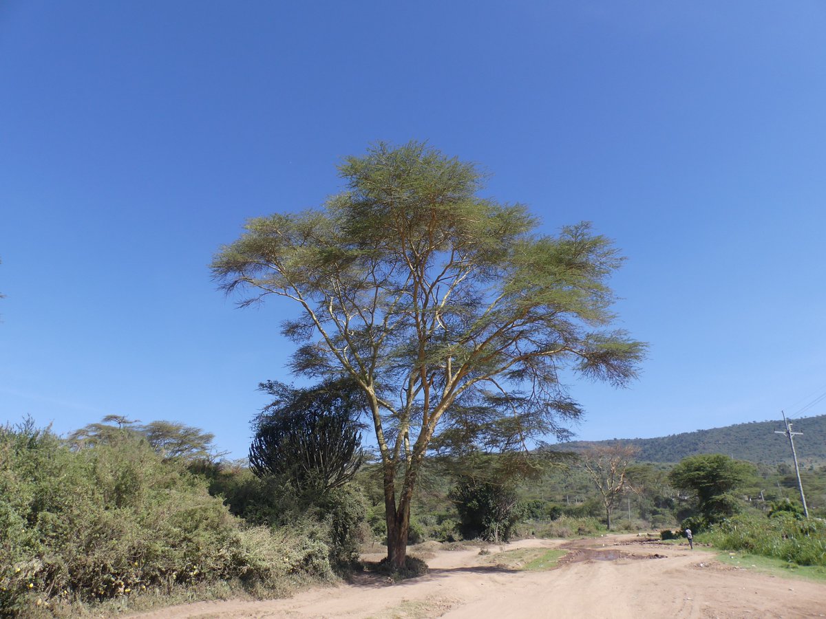 PhotosForTrees's tweet photo. #lemek #thicktrunktuesday https://t.co/mRfMqK2X8K