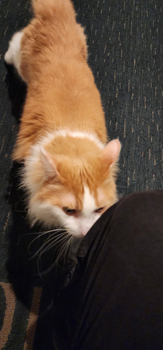DayOfMath's tweet photo. @Brettdasovic Not my cat but I run into this orange guy in my apartment hallway sometimes. He's chill. #PCCpets https://t.co/AFa8bDq3HG
