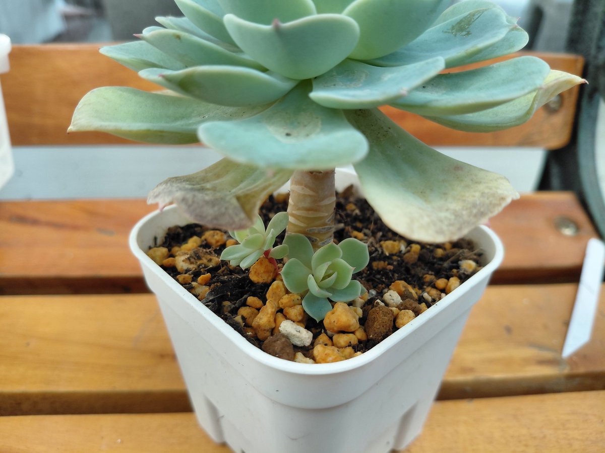 ぱっちゅーた tweet media