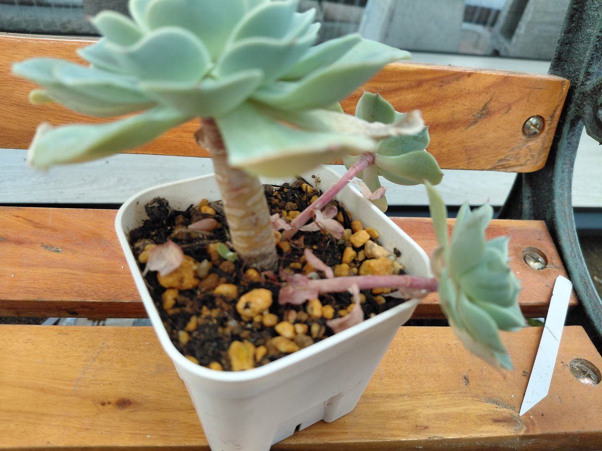 ぱっちゅーた tweet media