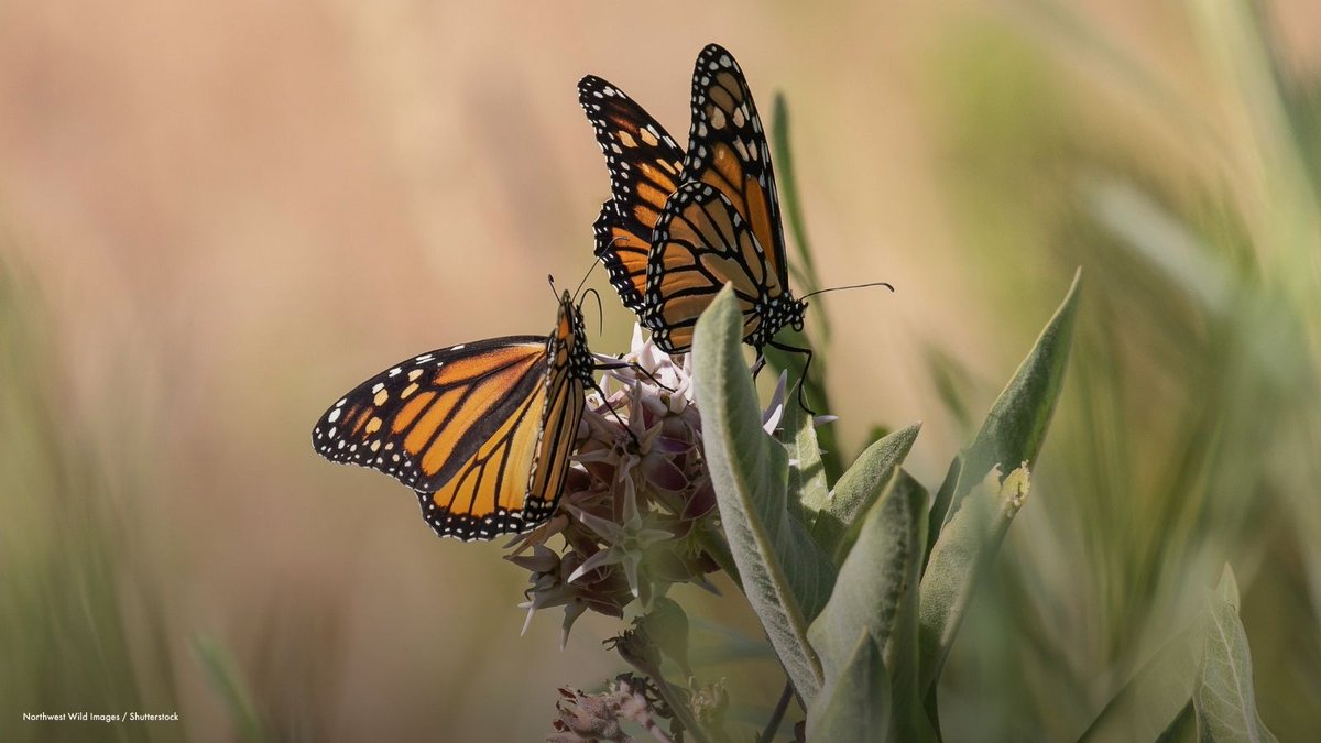 World Animal Protection tweet media