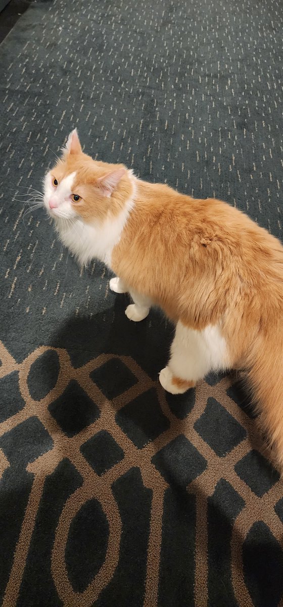 DayOfMath's tweet photo. @Brettdasovic Not my cat but I run into this orange guy in my apartment hallway sometimes. He's chill. #PCCpets https://t.co/AFa8bDq3HG