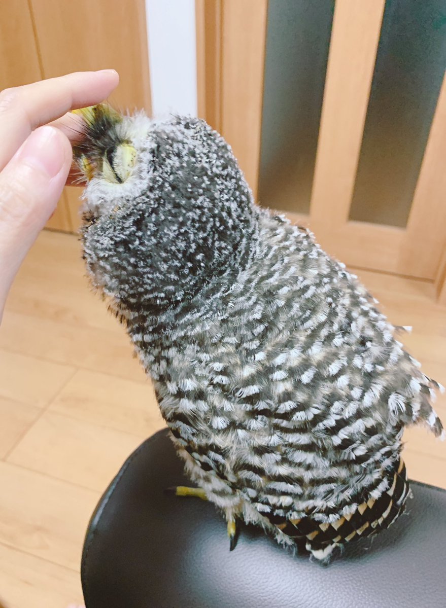 かなた🦉 (@kanata_akas) / Posts / X