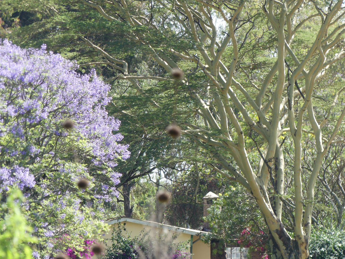 Photos for Trees Kenya🌳 tweet media