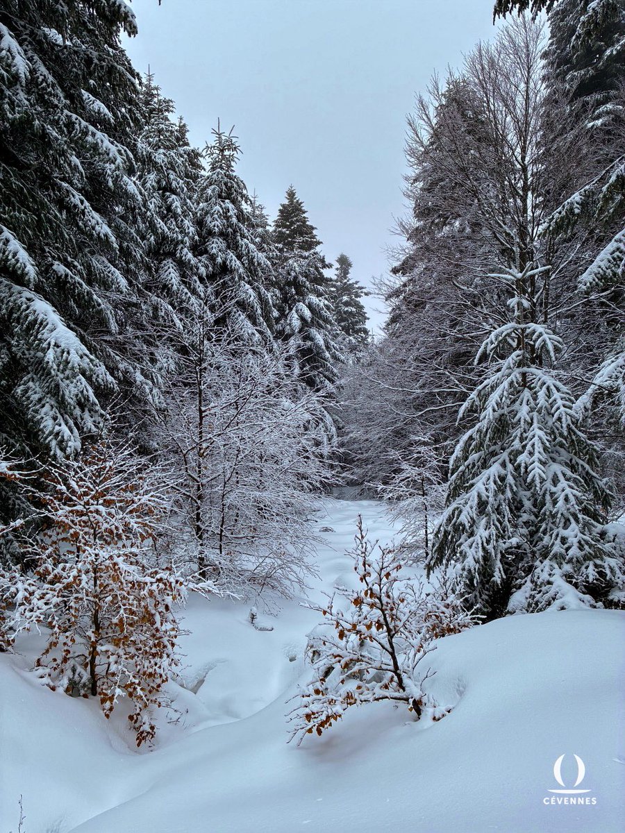 Les Cévennes d’Oraterra tweet media