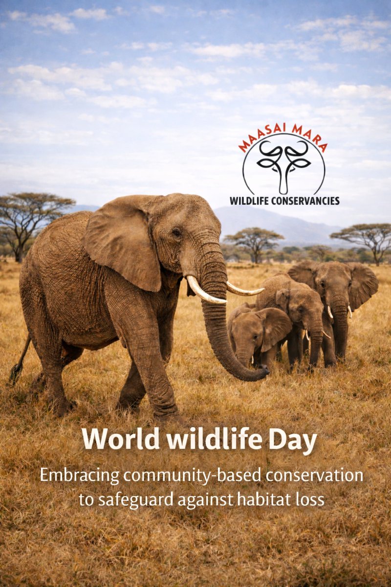Maasai Mara Wildlife Conservancies Association tweet media