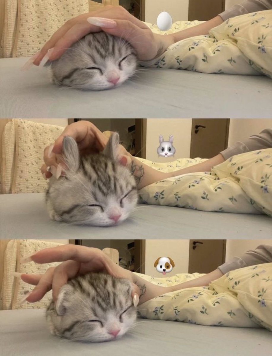 cutest kittens tweet media