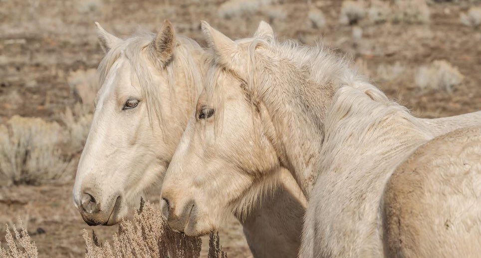 skydogsanctuary's tweet photo. Sunny &amp; Birch were 3 years old when we saved them from a kill pen along with other young #mustangs and #babies. We’ve been gathering evidence to show @BLMNational is using the Sale Authority (SA) loophole to shuttle #wildhorses into the slaughter pipeline. #animalcruelty https://t.co/fLhoJqkukA