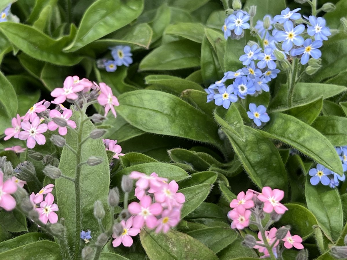 こんにちは。 「勿忘草（わすれなぐさ）」。 日本原産ではなくて、明治