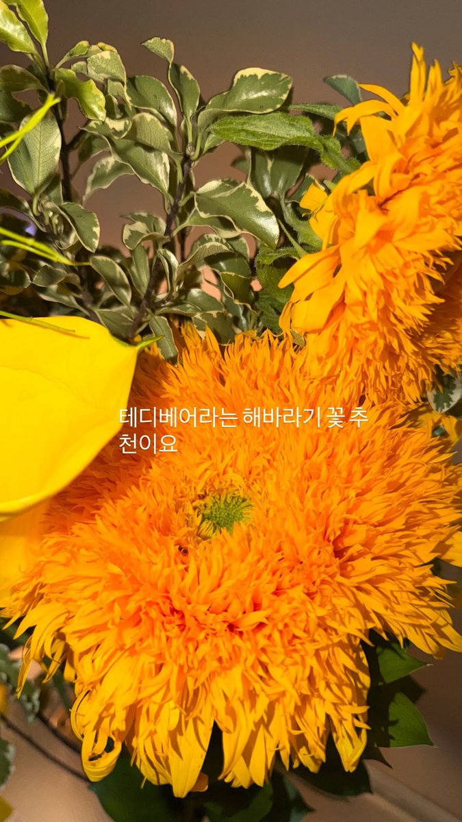 yongieandtennie's tweet photo. Posting a sunflower on TN's birthday fanmeet 🥺...the teddy bear sunflower is "often associated with joy and happiness" https://t.co/eJTZOlvfS6