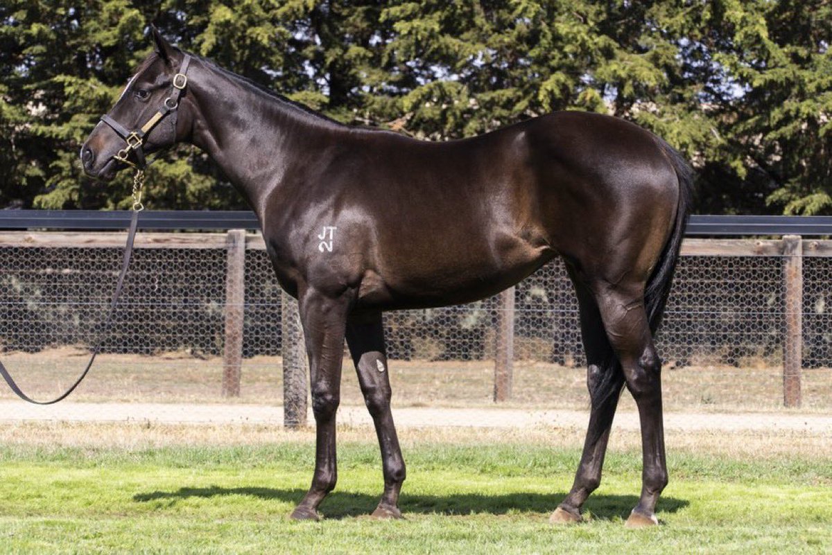 widdenstud's tweet photo. 🔊 Lot 571 Pinatubo x Cries and Whiskers filly out of the Widden Stud draft sells for $400,000 to @lindsayparkrace &amp; Dean Hawthorne Bloodstock! 🤩🤩 An exceptional result for an exceptional looking horse! 🧡 We can't wait to see this filly hit the track ! 💨 https://t.co/daQPzilP69