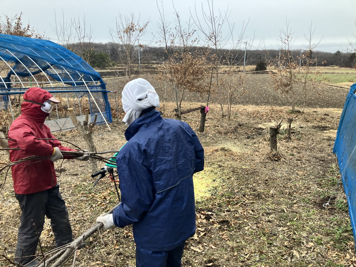 fuji_biospring's tweet photo. 那須の野蚕養蚕場3℃、雪のひなまつり。たくさん切ったクヌギなどの枝やらを粉砕して圃場に撒いてます。奥のチップがクヌギで手前の黄色いのがキハダのそれ。
アクセル不調でも粉砕機さまにがんばってもらわないと！

#ウスタビガ https://t.co/Li4jRdcxJR