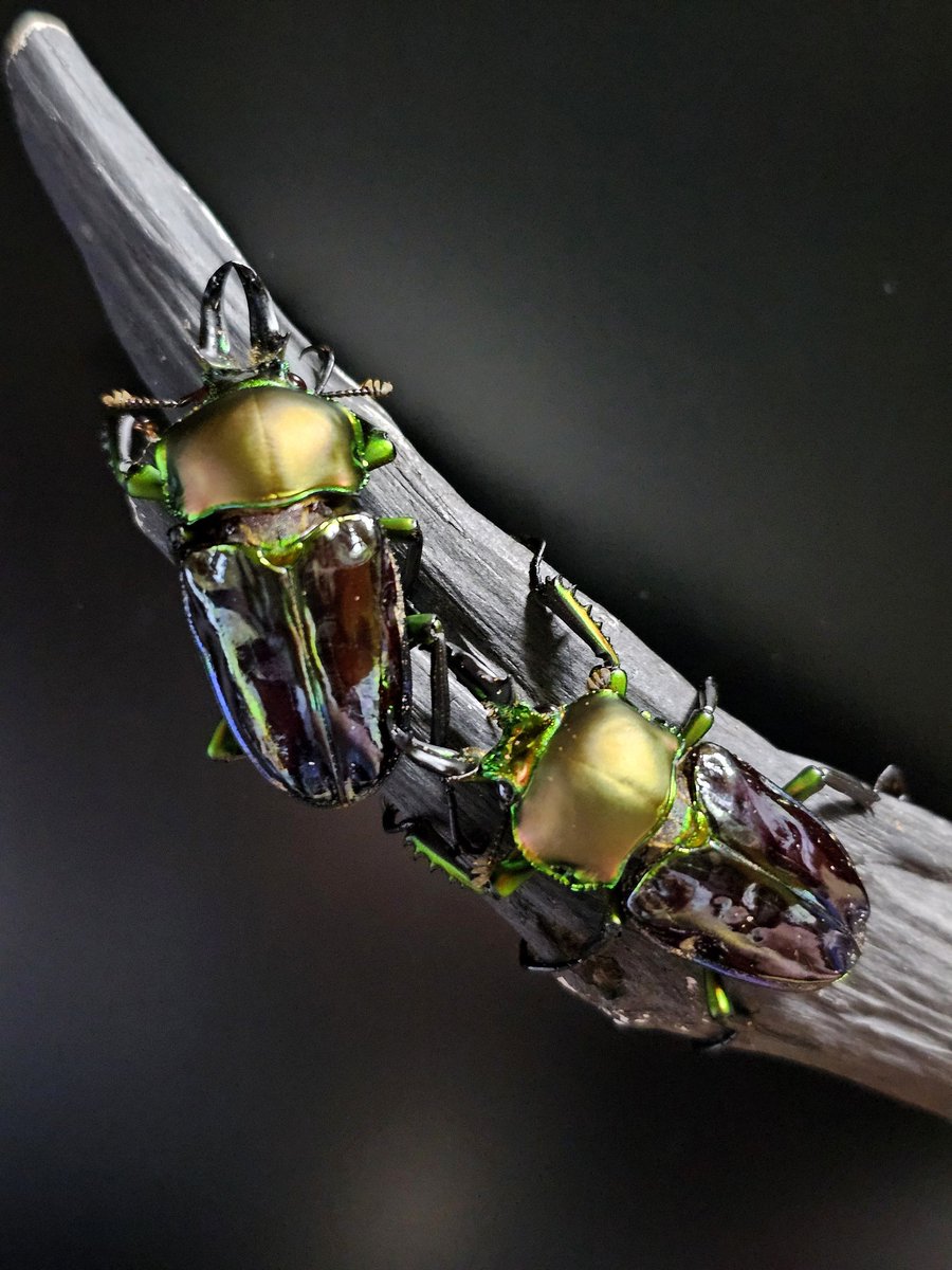 カブ太郎クワ次郎 (@1978insectkbkw) / Posts / X