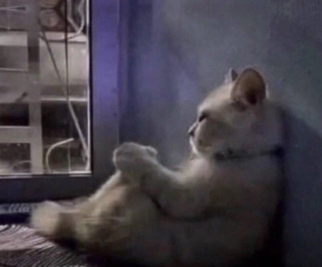 mtg enjoyer tweet media