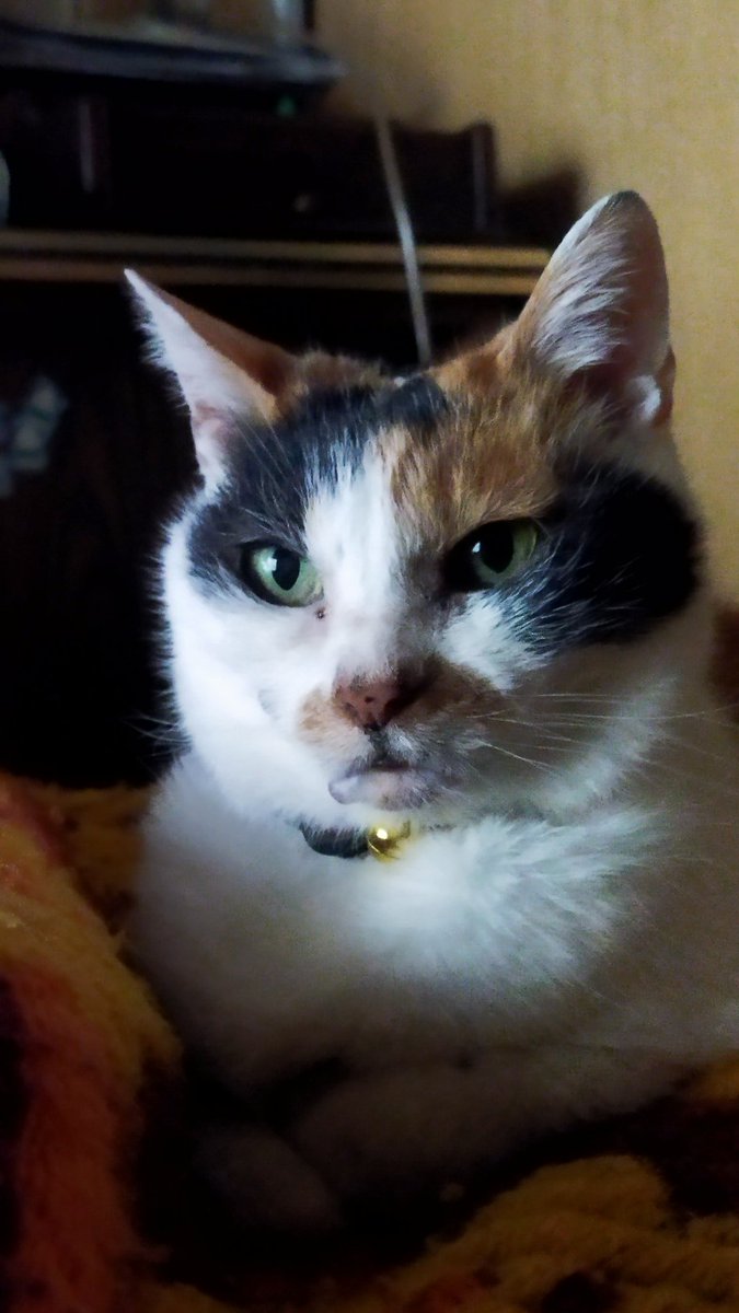 Shimajiro tweet media