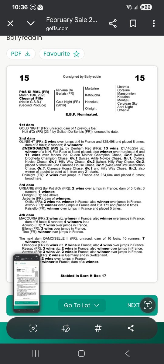 Discovery Bloodstock tweet media
