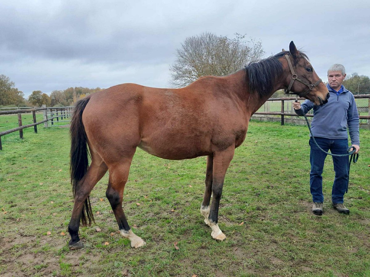 Discovery Bloodstock tweet media