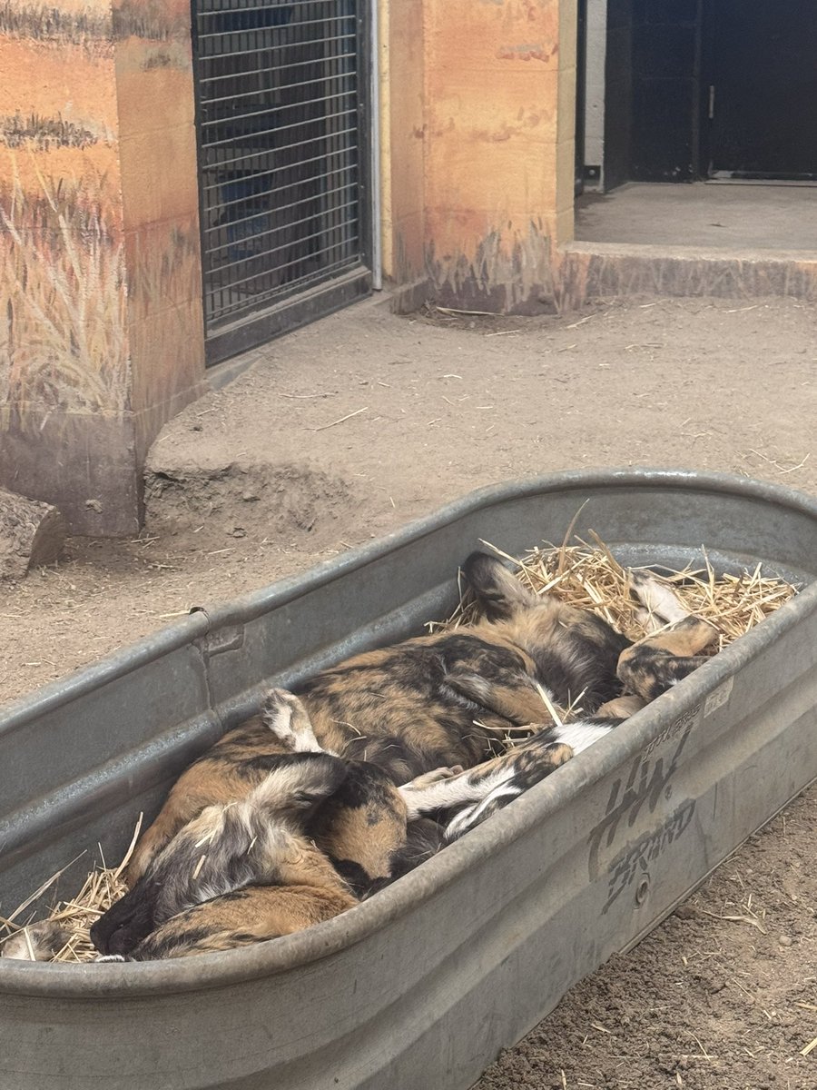 𝕂𝕚𝕥𝕥𝕪 🔜 FUR-EH tweet media