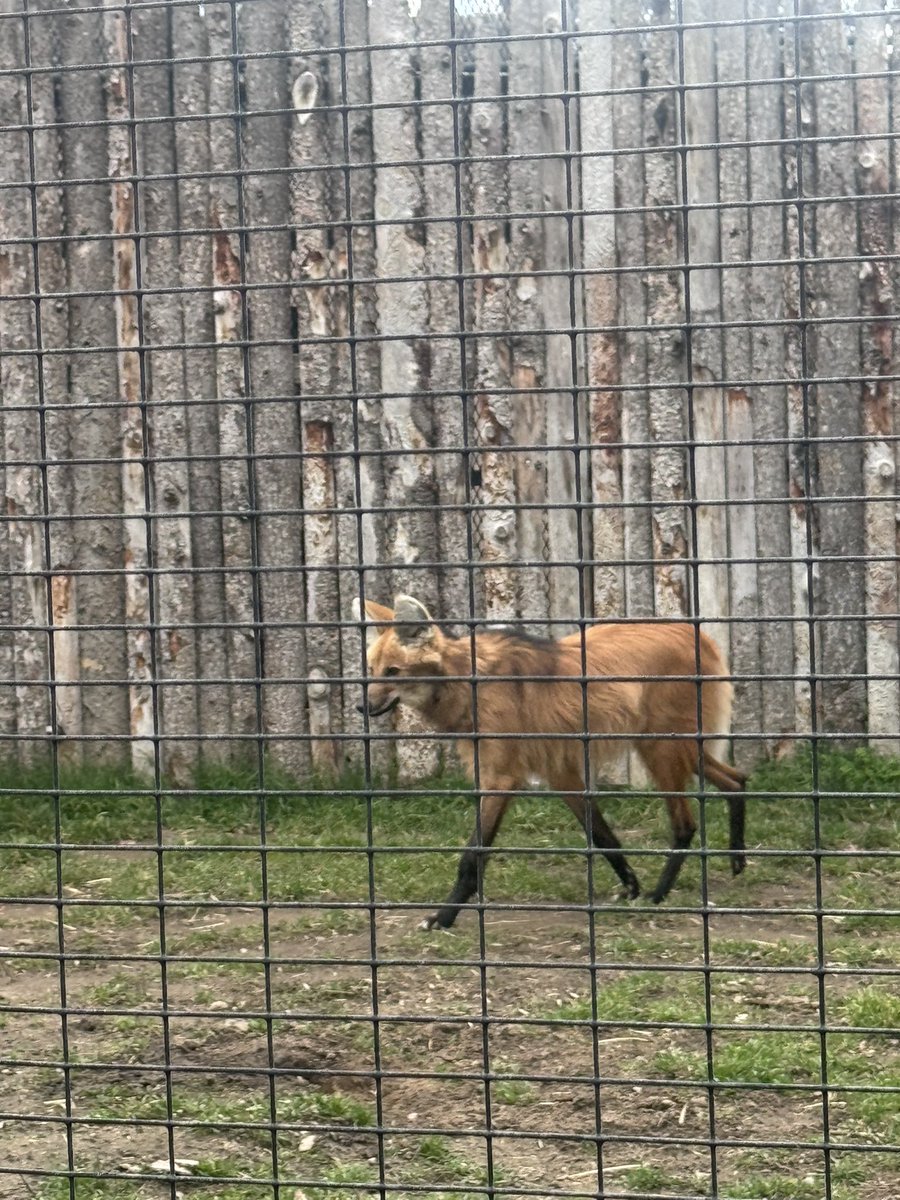 𝕂𝕚𝕥𝕥𝕪 🔜 FUR-EH tweet media