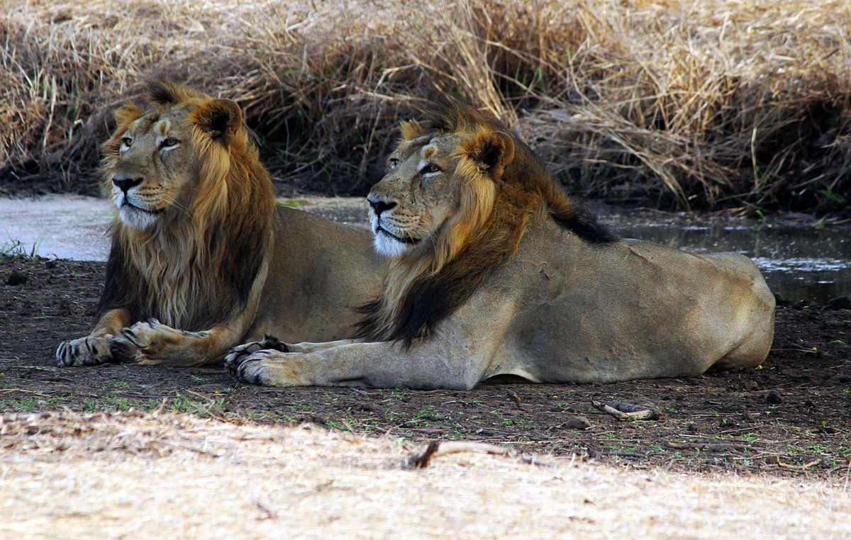 Narendra Modi tweet media