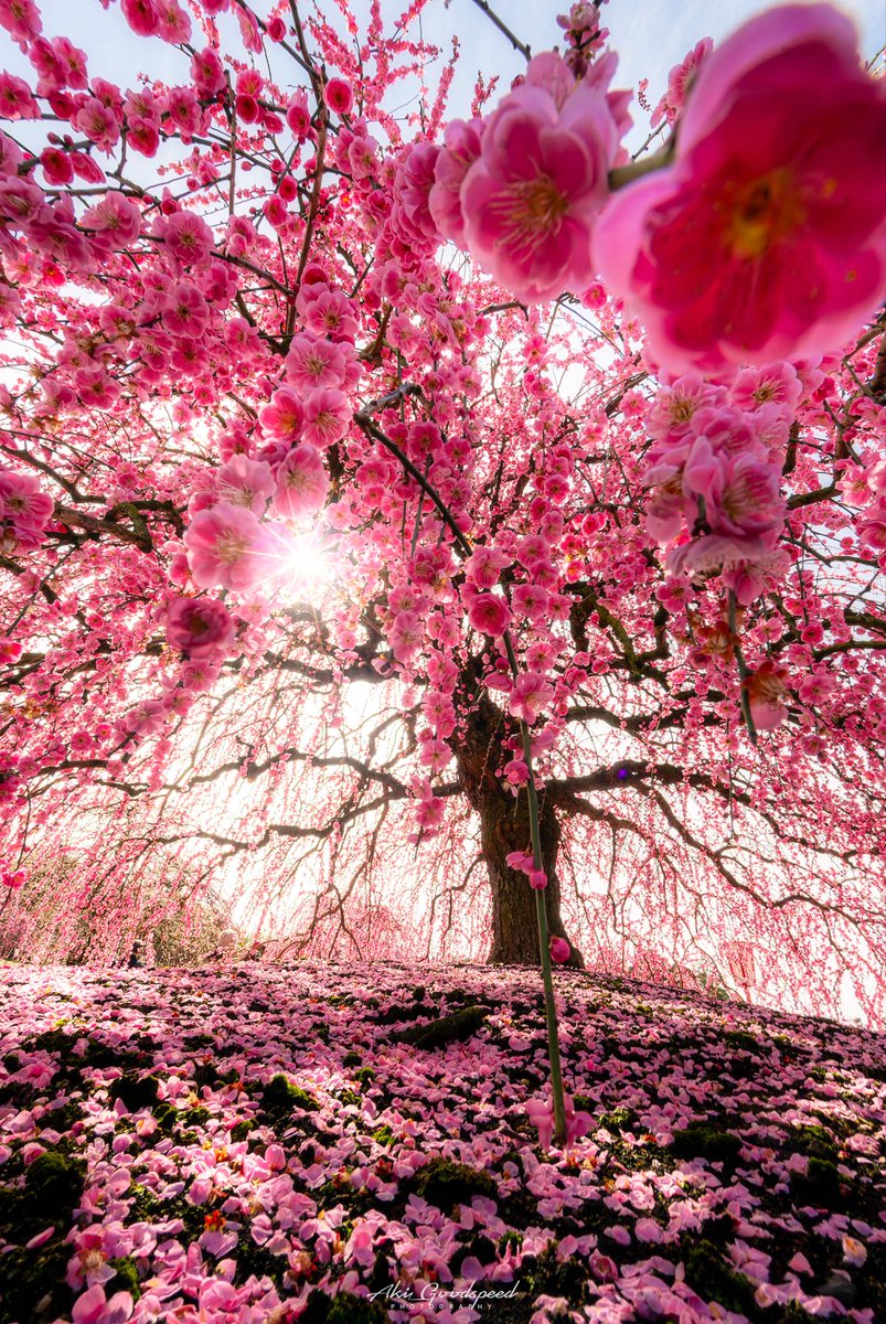 鈴鹿の森庭園
降り注ぐような見事な梅🌸