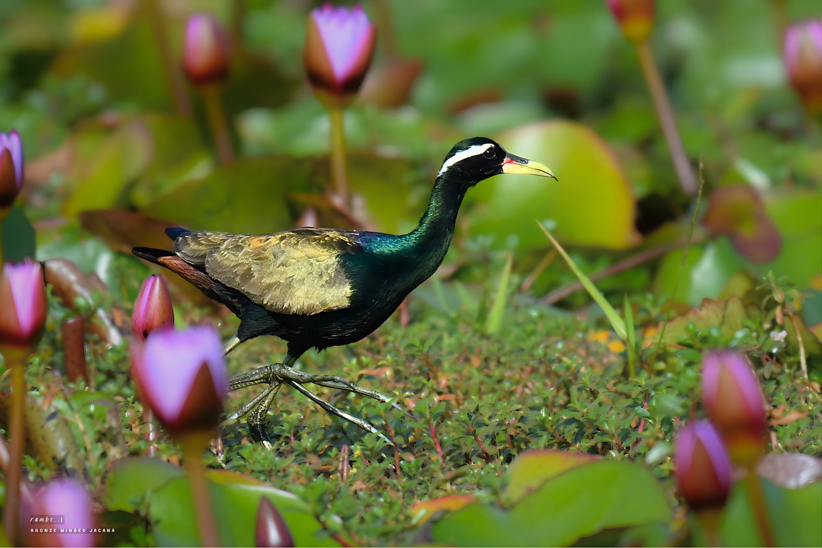 Dr.Rumbo! tweet media