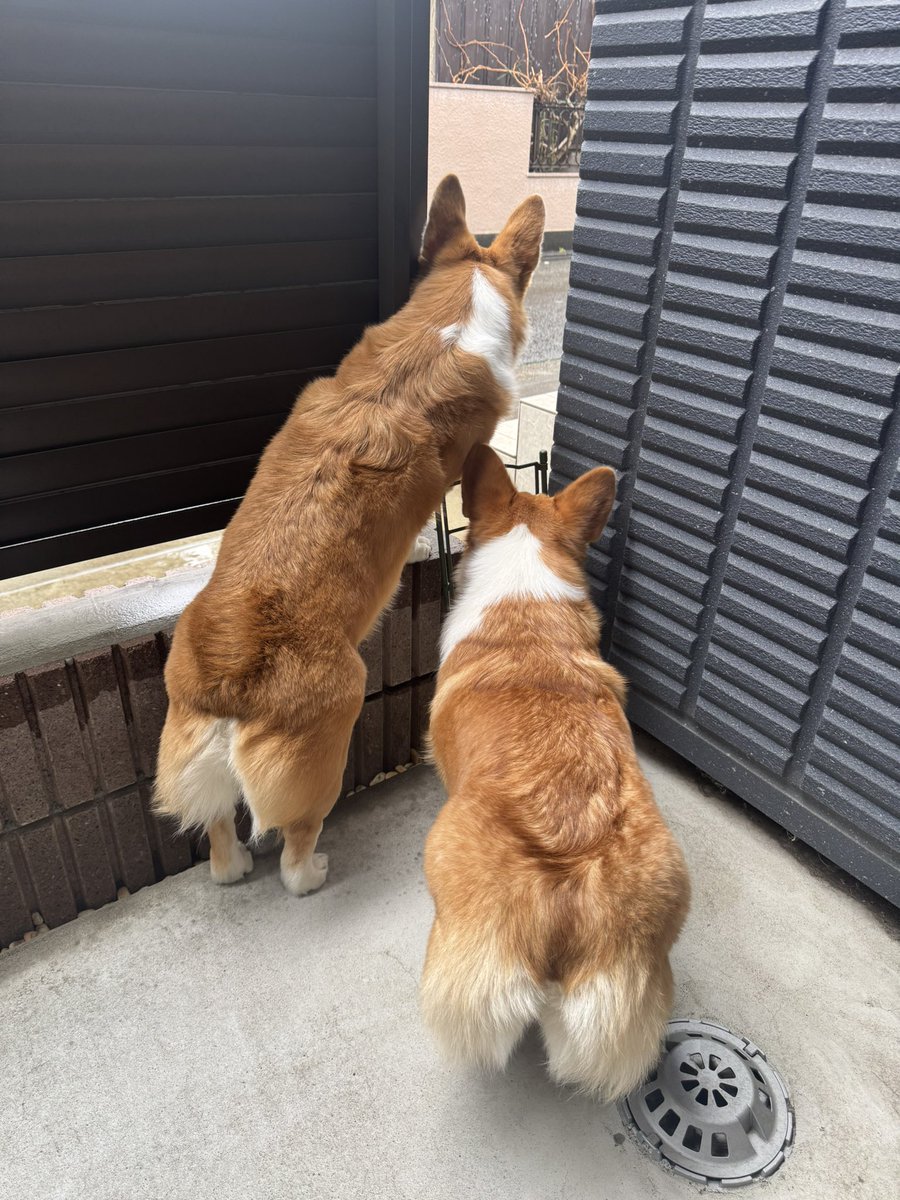 あめだねぇ #コーギー #corgi