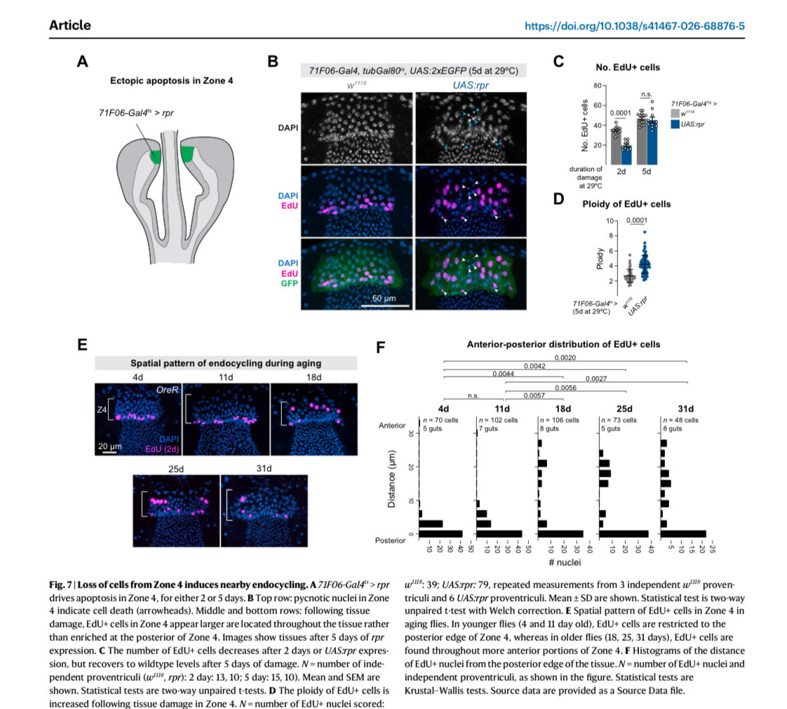 Ben Ewen-Campen tweet media