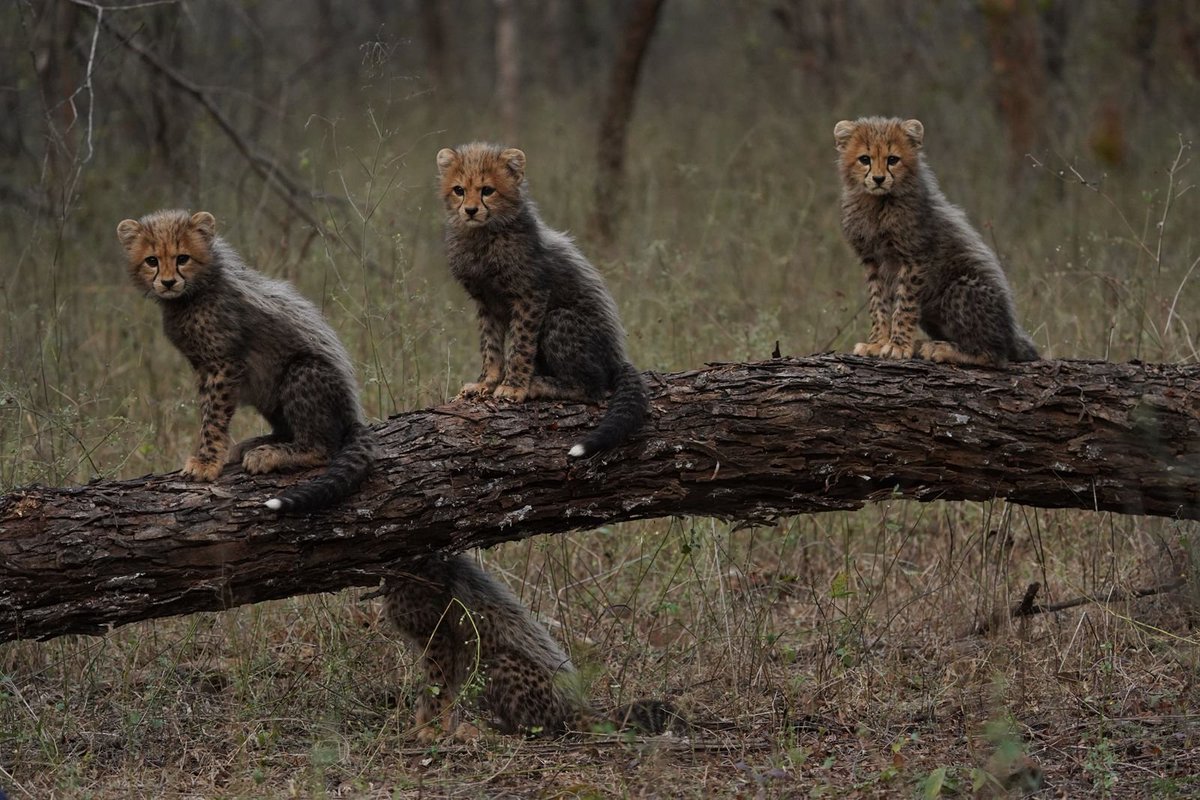 World Wildlife Day is about celebrating the incredible faunal diversity that enriches our planet and sustains our ecosystems. It is a day to acknowledge everyone working towards wildlife protection. We reaffirm our commitment to conservation, sustainable practices and protecting