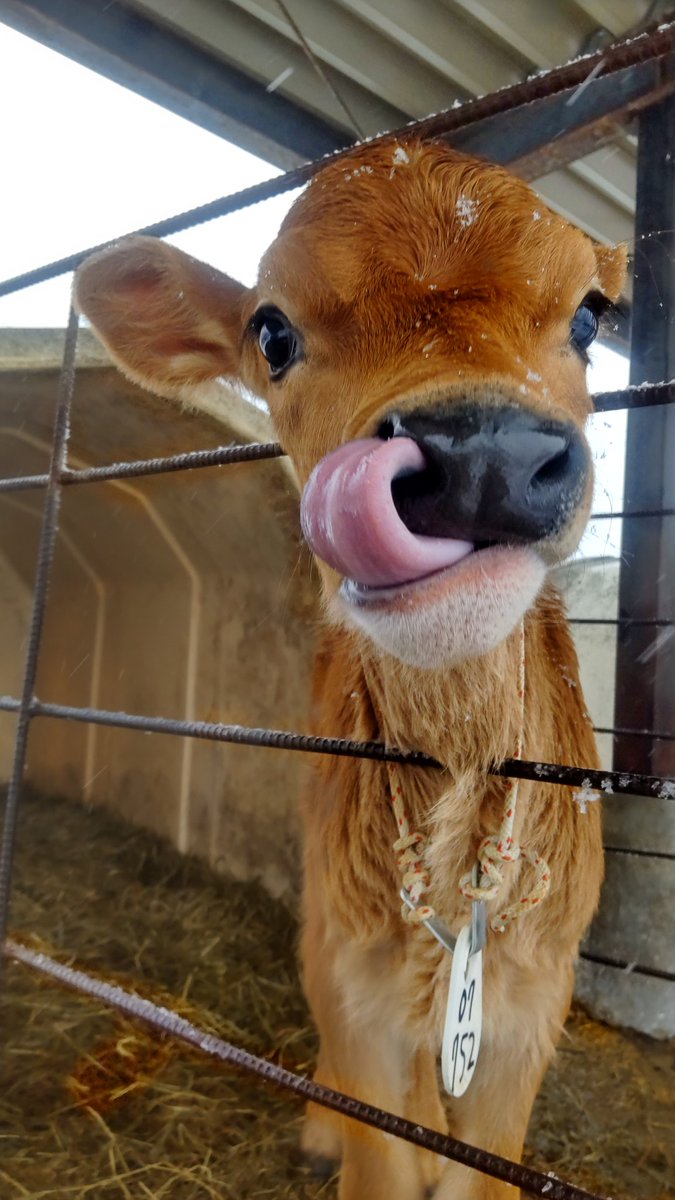 神津牧場【公式】 tweet media