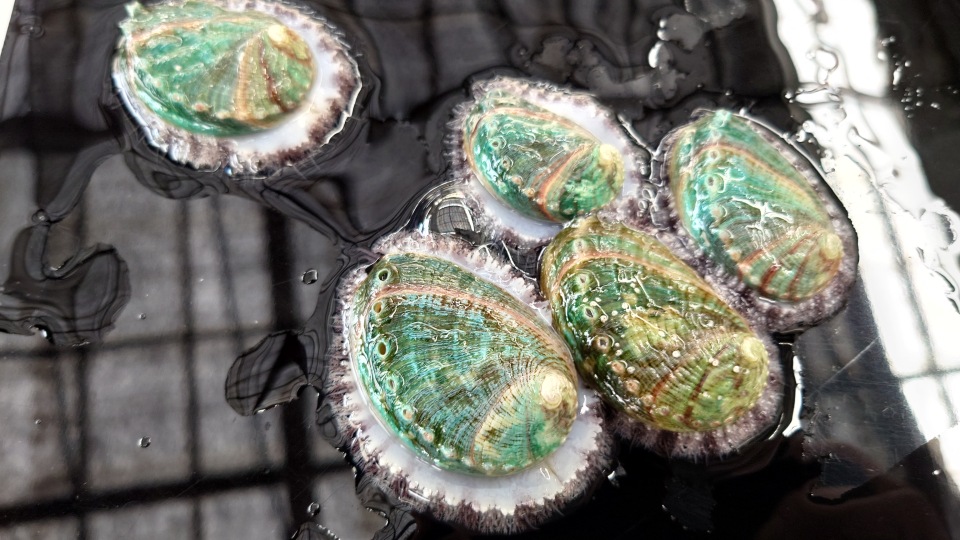 こんにちは🐚東京都栽培漁業センター🐚です。
山形県鶴岡市で第53回アワビ種苗生産担当者会議が開催されました‼️
全国から関係者が出席し、アワビの生態に関する講義や情報交換などを行い、種苗生産技術の向上を図っています✨
＃アワビ会議　＃アワビ　＃種苗生産　＃栽培漁業